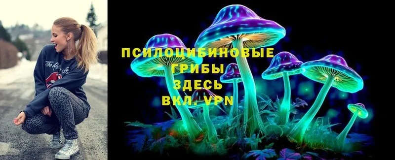 цены   Электрогорск  Псилоцибиновые грибы Cubensis 